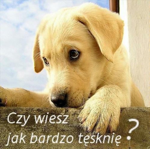 T ęsknię